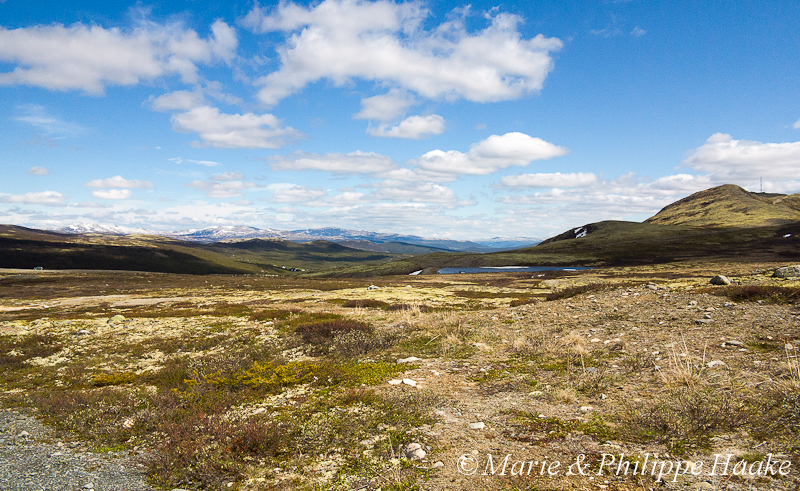 Dovrefjell 1970.jpg - Région du Tjerrfjell (Dovrefjell, Norvège, juin 2012)